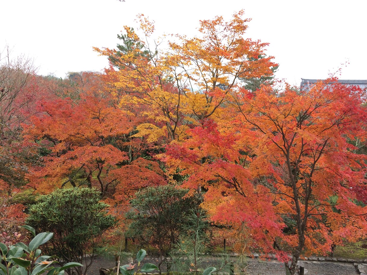 あなたの京都観光をとびっきり楽しい時間にします 学生によるゆったりまったり京都観光案内 イメージ1