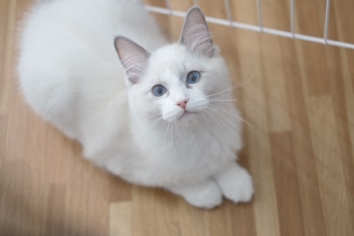 ペットの可愛い瞬間を出張撮影いたします 猫2匹と暮らすカメラマンがペットの記念撮影を行います！ イメージ7