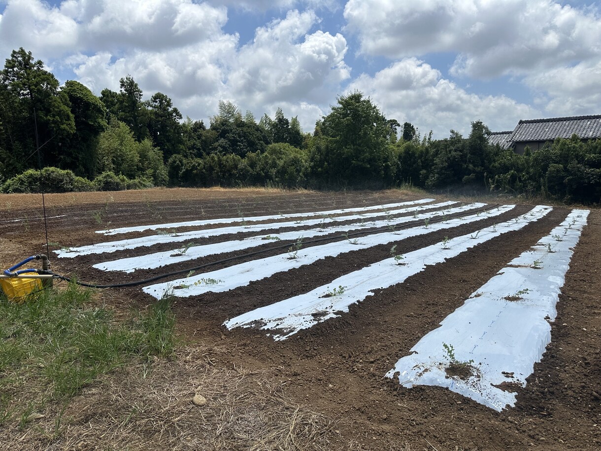 元JA指導員が家庭菜園の野菜作りを支援します ネットの情報に頼らない。植物生理に基づきあなたの畑を診断。 イメージ2