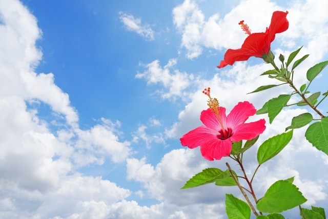 ココナラ電話相談出品者のお悩みをお聞きします 今更聞けない疑問を解決！あなたのサービスにアドバイスします イメージ8