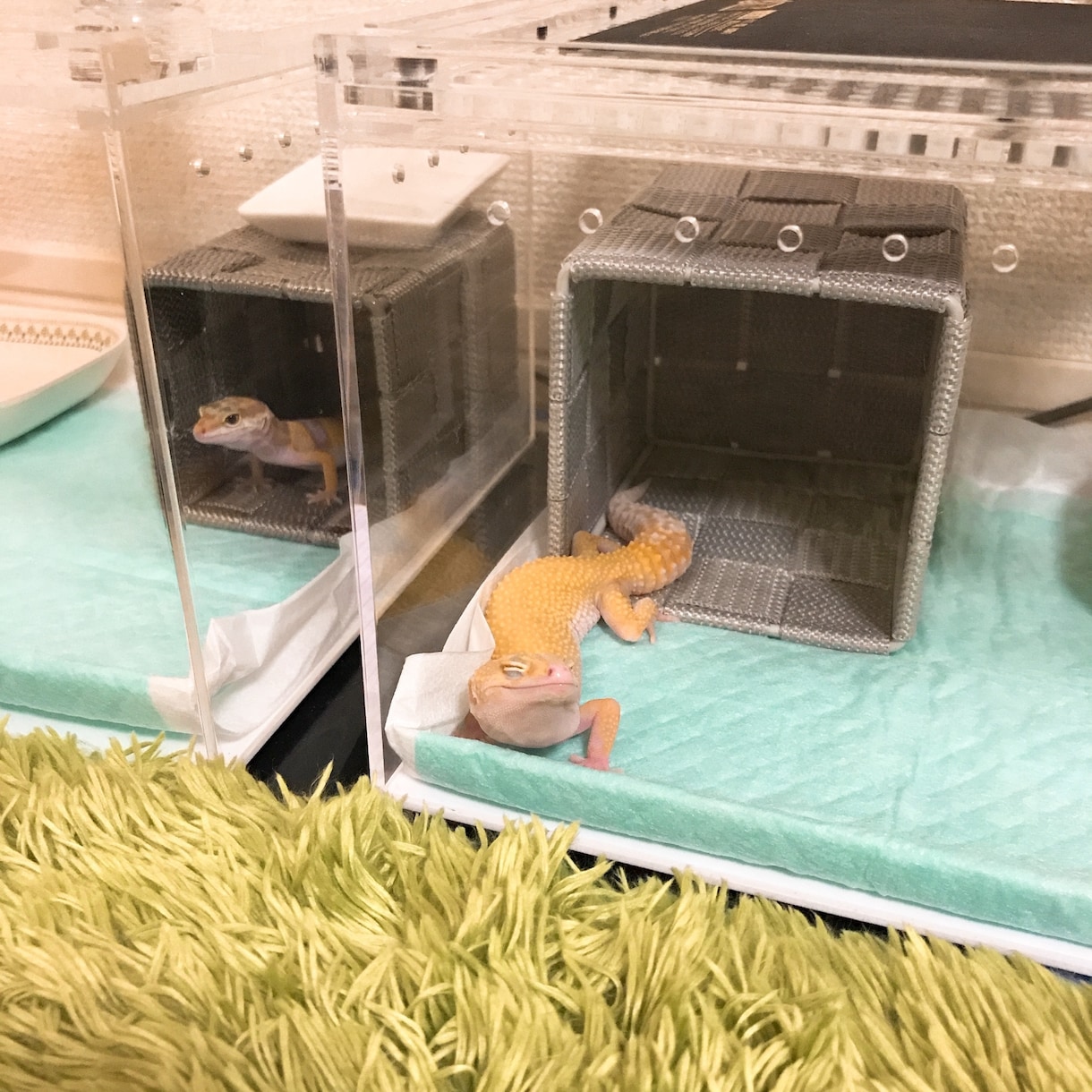 爬虫類のこと何でも相談に乗ります 初心者歓迎！トカゲやヘビまで幅広く対応。 イメージ7