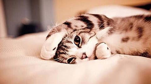 貴方を快眠へ導きます。但し、30分だけ投資頂きます 最強の快眠法など、あらゆる手段を使って快眠のお手伝いをします イメージ1