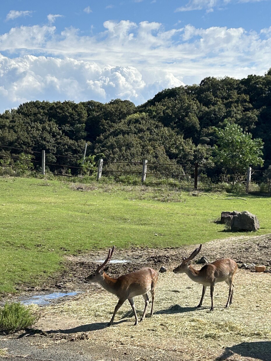 動物園の写真　【先着5名】　5→10枚提供します 商用利用OK！掲載写真全て、各種画像・動画に使えます！ イメージ4