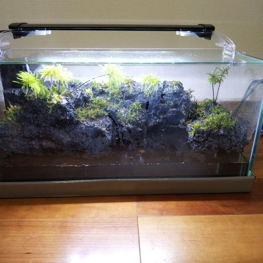 滝のあるアクアテラリウムをつくります イモリを飼育したい方や、苔に興味のある方へ イメージ10
