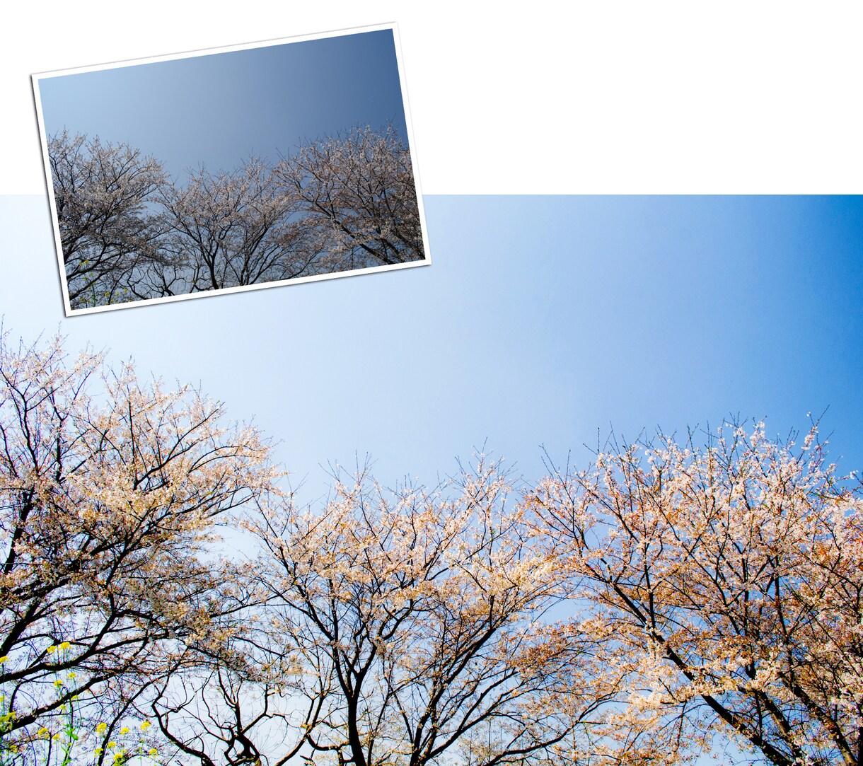 写真の加工補正致します 暗く写った、色が地味等ご相談ください。 イメージ6
