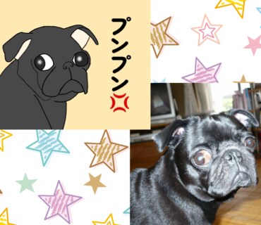 かわいいペットの似顔絵をLINEスタンプにします 鼻ぺちゃ犬が得意です（作成実績200枚以上！！） イメージ6