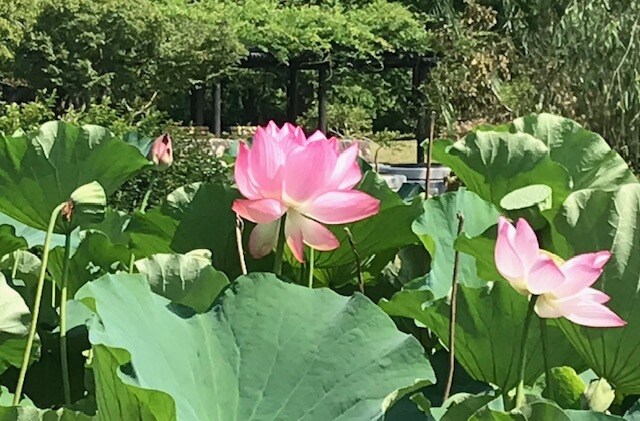 話す＝放す✨秘密厳守であなたの声に耳を傾けます ⭐話すことで自分自身を解放して癒しませんか？⭐ イメージ1