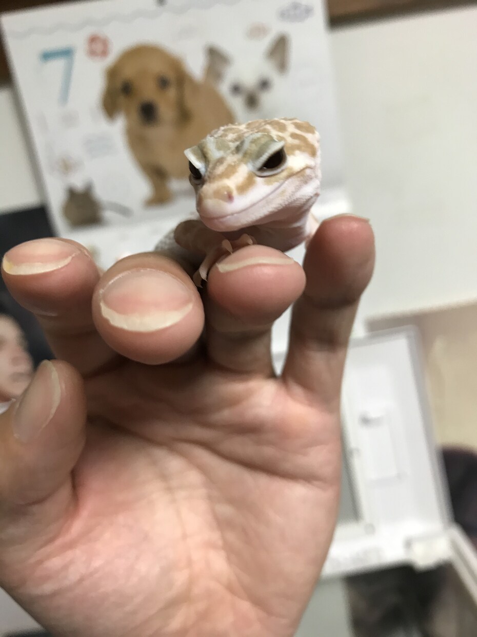 お電話が苦手、恥ずかしい方へ✅チャットで聴きます たっぷり1日、気楽に・気軽に”LINE感覚”でお話を！ イメージ2