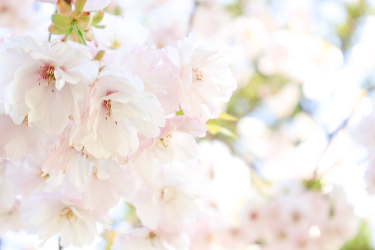 商品の魅力を引き出すお写真撮影します 花や植物、ハンドメイド、化粧品等SNS宣伝用商品撮影承ります イメージ7