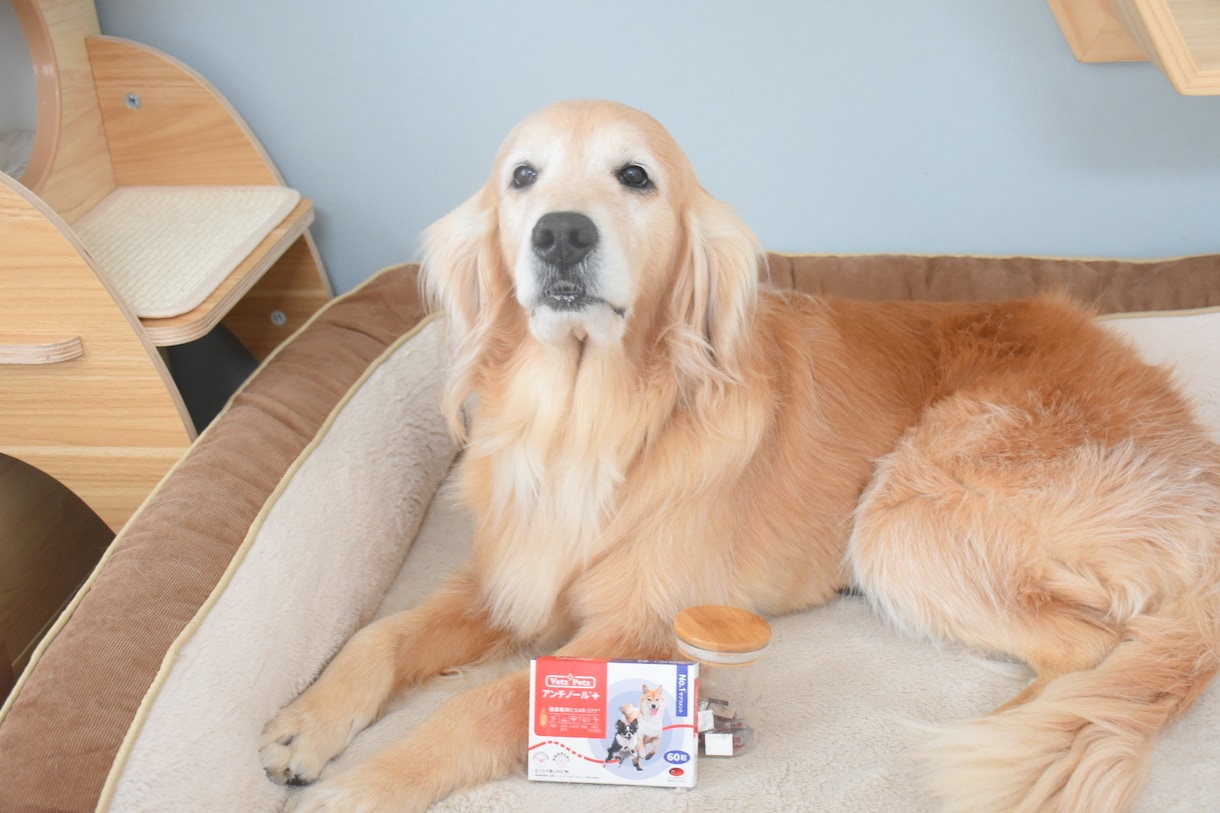 愛犬の健康や体調に関する疑問やお悩みにお答えします 現役動物看護師が動物病院では聞きにくいことにお答えします！ イメージ3