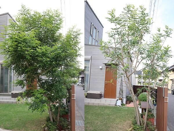 剪定の相場診断＆DIYアドバイスします プロの手で美しく。剪定の見積もり診断、写真で簡単に対応。 イメージ7
