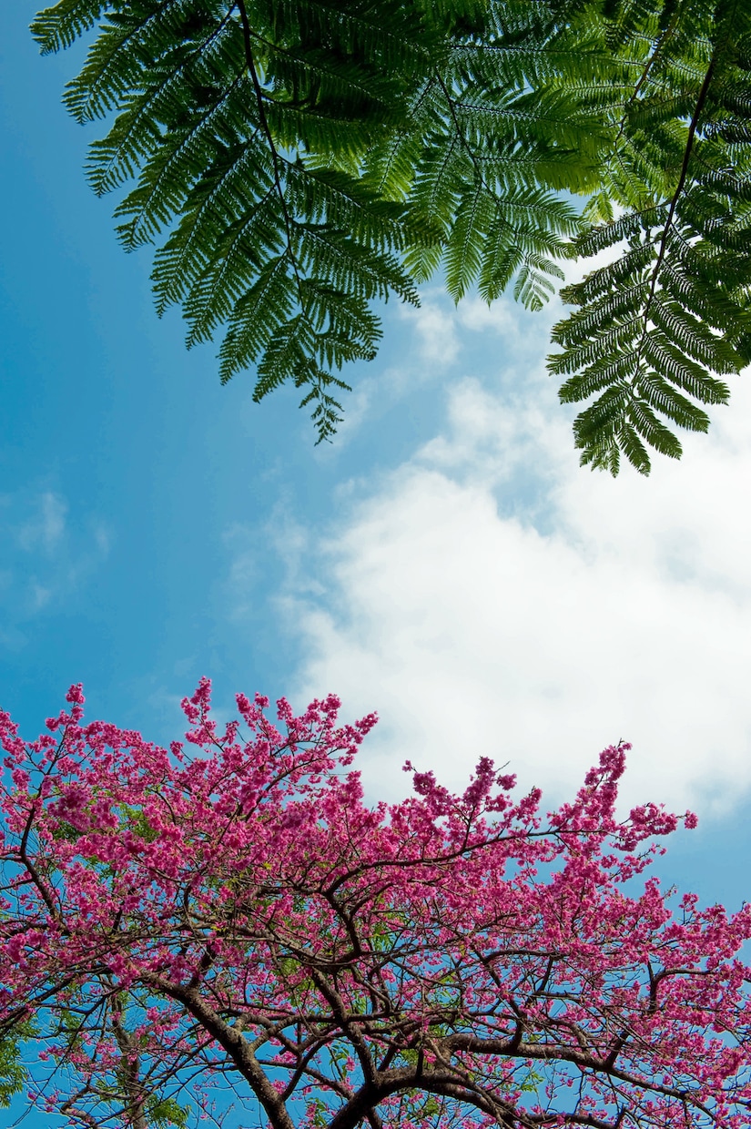 桜の写真を提供いたします 沖縄に咲く桜（ソメイヨシノ）と空のコラボレーション イメージ10