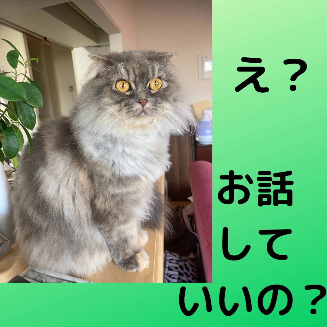 あなたの家のネコとお話します 飼い猫との縁を深めます。お話体験後は、より愛しくなります。 イメージ2