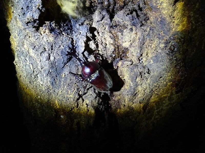 昆虫採集のコツ、詳しく教えます クワガタ・カブト探しには自信があります。お任せください。 イメージ3