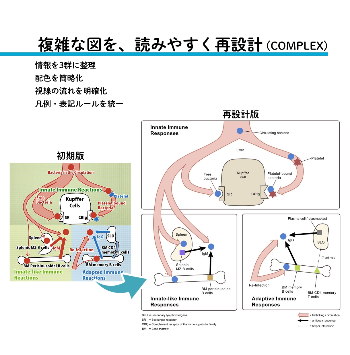 研究図・論文図・サイエンスイラストを作成します 医学・科学の模式図、シェーマ、学会用図版にも対応 イメージ6