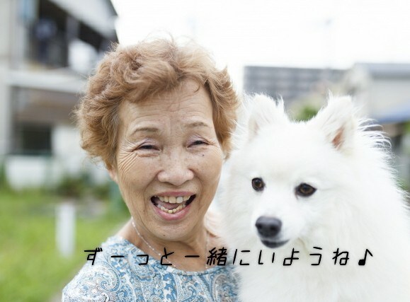 愛犬の「ちょっと困った」行動の相談にのります 現役11年のトリマーが犬の行動学に基づいて問題解決に導きます イメージ1