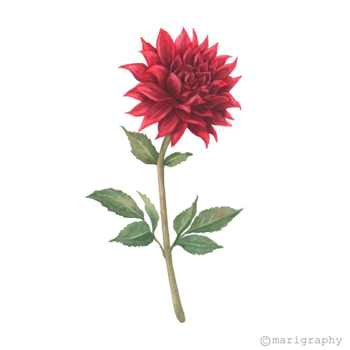 水彩画でお花のイラストを描かせていただきます 〜丁寧なヒアリング〜 温かく優しいタッチが得意です♪ イメージ10