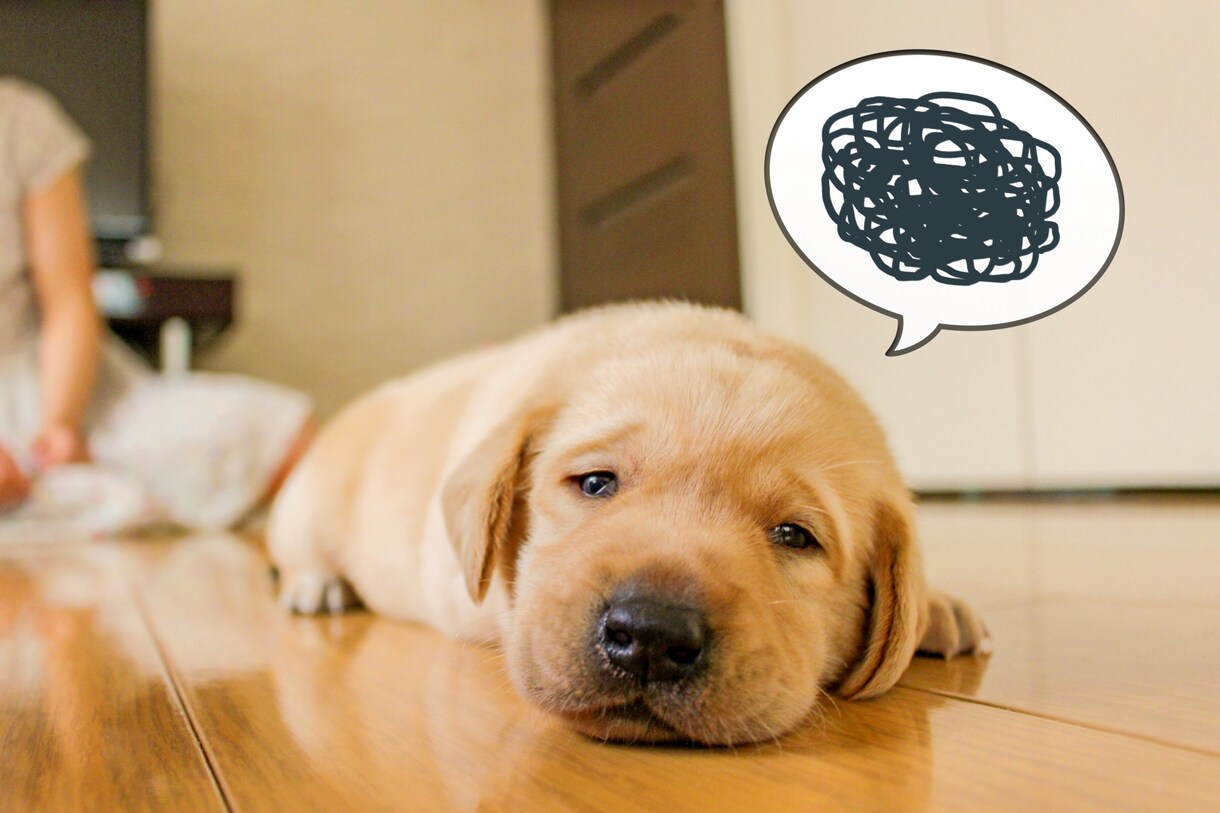 犬・猫の飼い方や育て方講座アドバイス致します 何処から迎えて、どう育てるのか、命を迎えるからこそプロと勉強 イメージ3