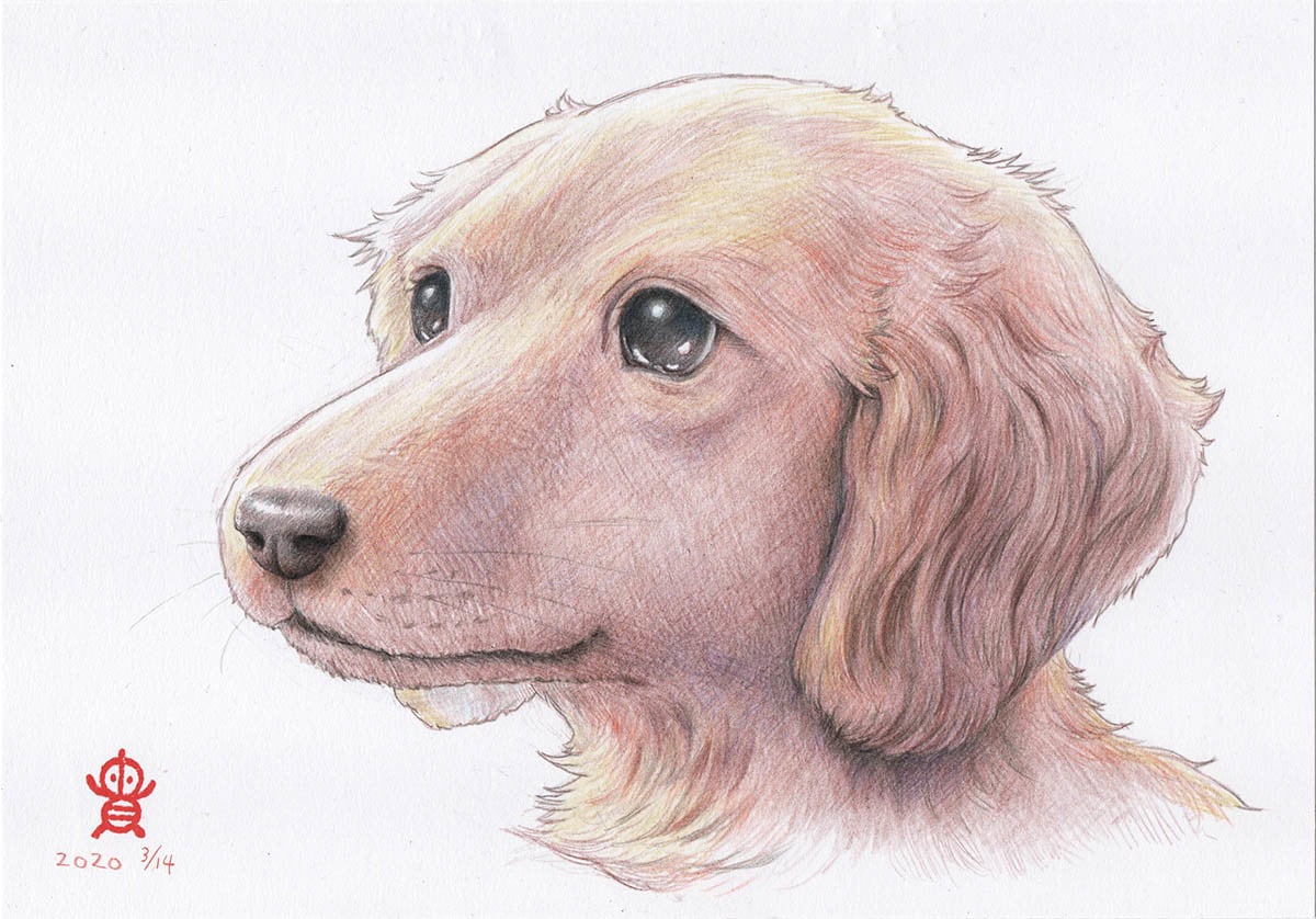 ペット・動物似顔絵お描きします 可愛いペット・動物を鉛筆／色鉛筆でスケッチ風、写実系似顔絵に イメージ6