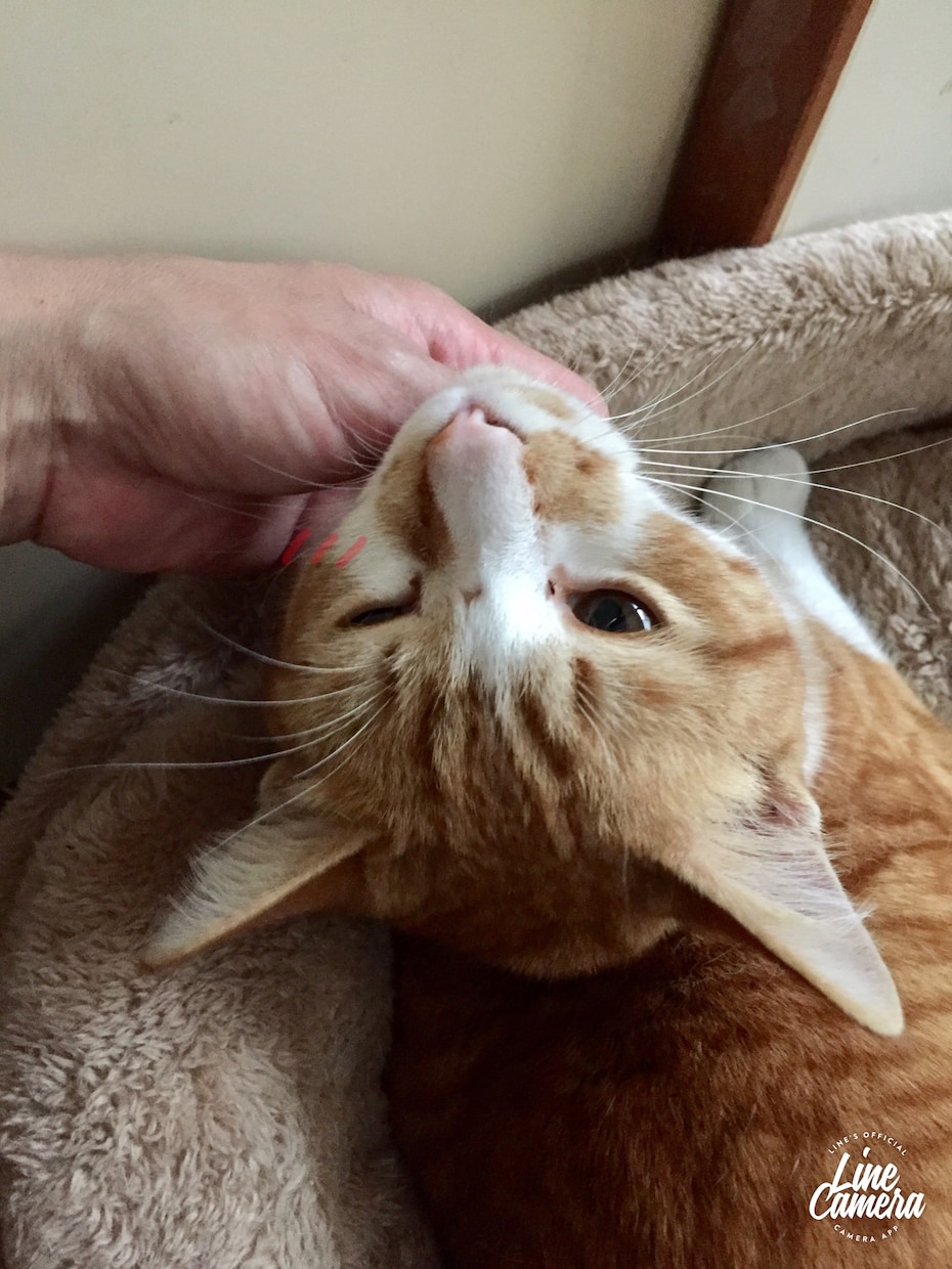 捨て猫さんの育て方お伝えできます 捨て猫さん3匹目です。現在2匹います。 イメージ2
