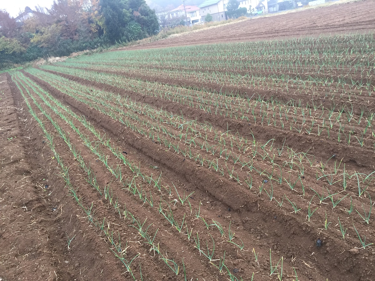 農業の栽培に関することや機械の選び方の提案します 家庭菜園などのアドバイス等も受け付けております。 イメージ1