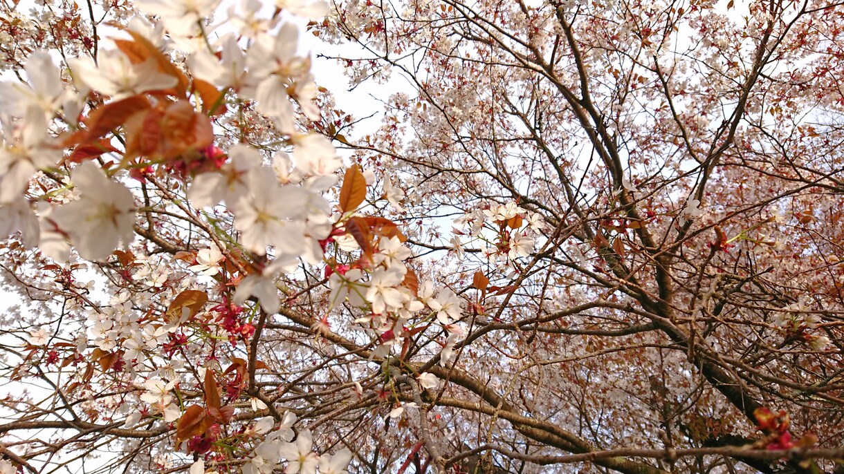 桜ヒーリング◌桜にあなたの心癒してもらいます 時間は戻らない道◦◦日常生活に疲れ迷い願いを持っている方 イメージ2