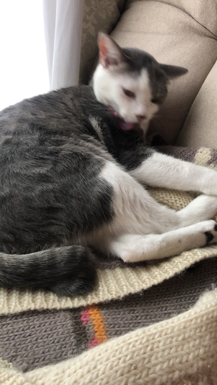 写真から霊視➕様々な占術でコミニュケーションします ♥️亡くなられた方もOKです♪ワン猫✨ココナラ2000件以上 イメージ8