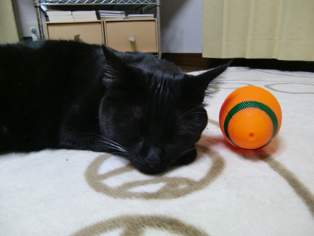 保護猫さんとあなたが幸せになる方法伝えます 子猫を保護した方、保護猫さんを迎え入れたい方ご覧ください！ イメージ2
