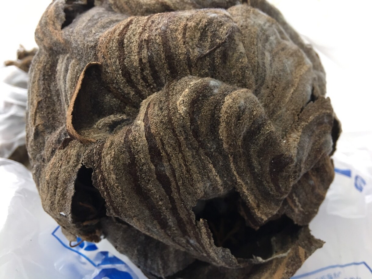 安心してお任せ出来る害虫駆除業者教えます 蜂の巣、ゴキブリ等の害虫に困っている方 イメージ1