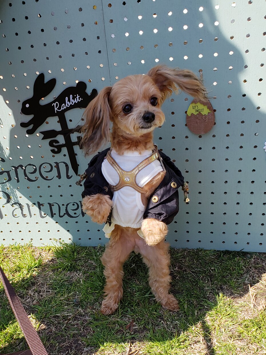 楽しくワンコにしつけと技を教えられます お座りから吠えろまでモデル犬に必要なスキル習得が出来ます イメージ7