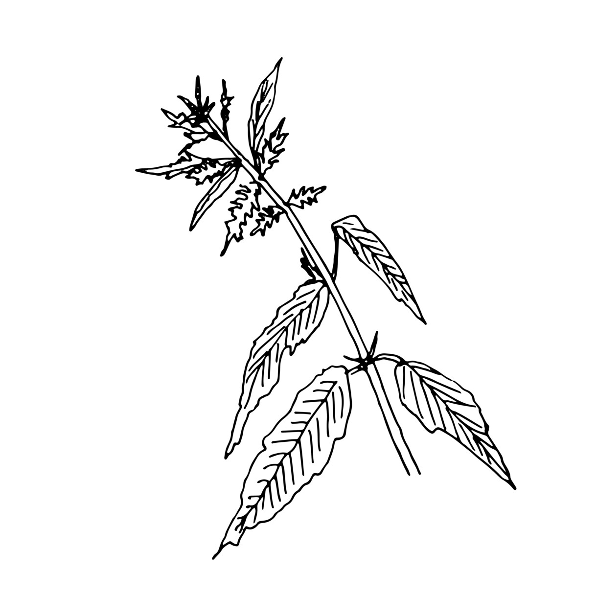 植物線画イラスト描きます 抜け感のあるリアルな植物の線画を描きます！ イメージ5