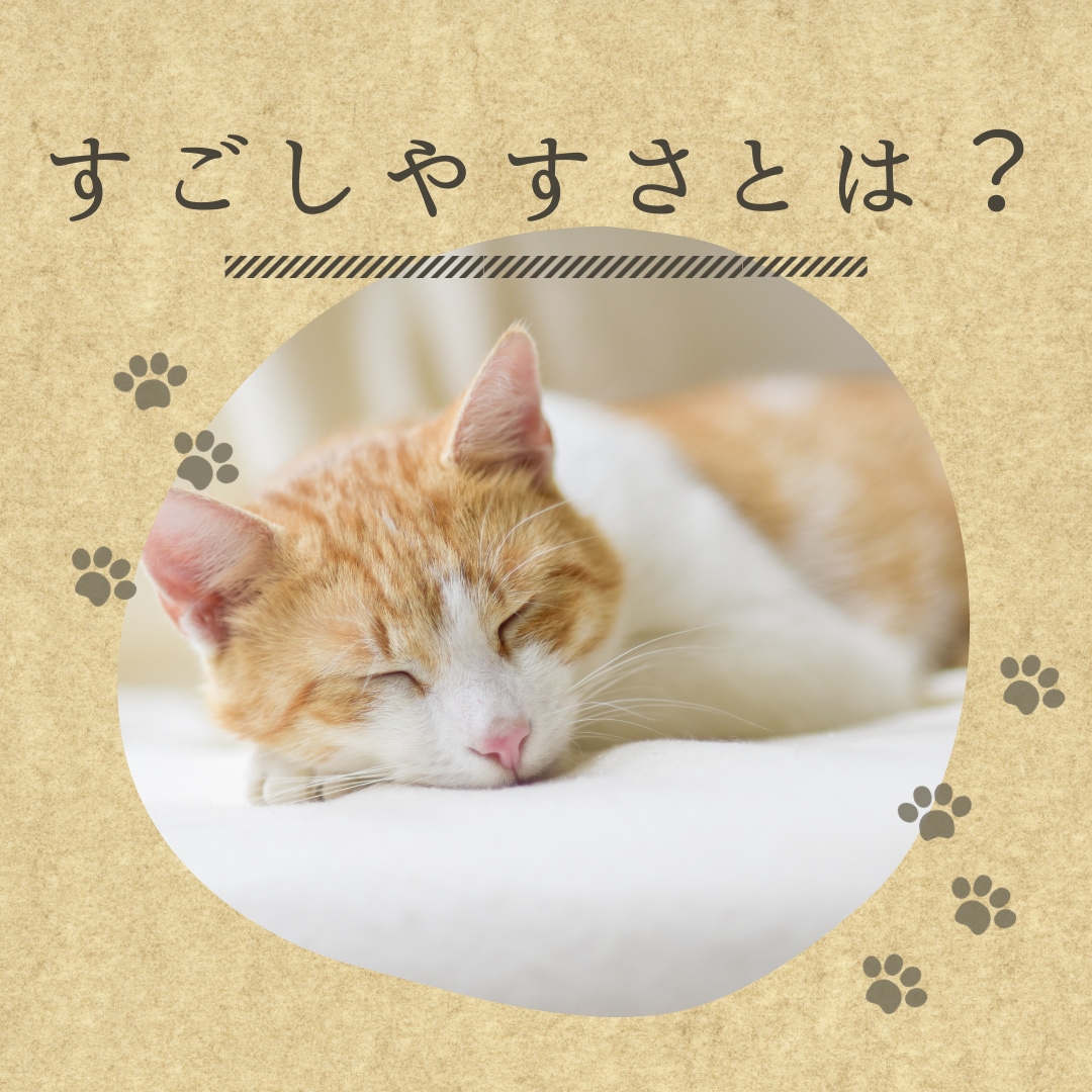 ネコさんの飼育相談伺います 初心者飼主さんのネコの飼育相談にのらせて下さい！ イメージ2