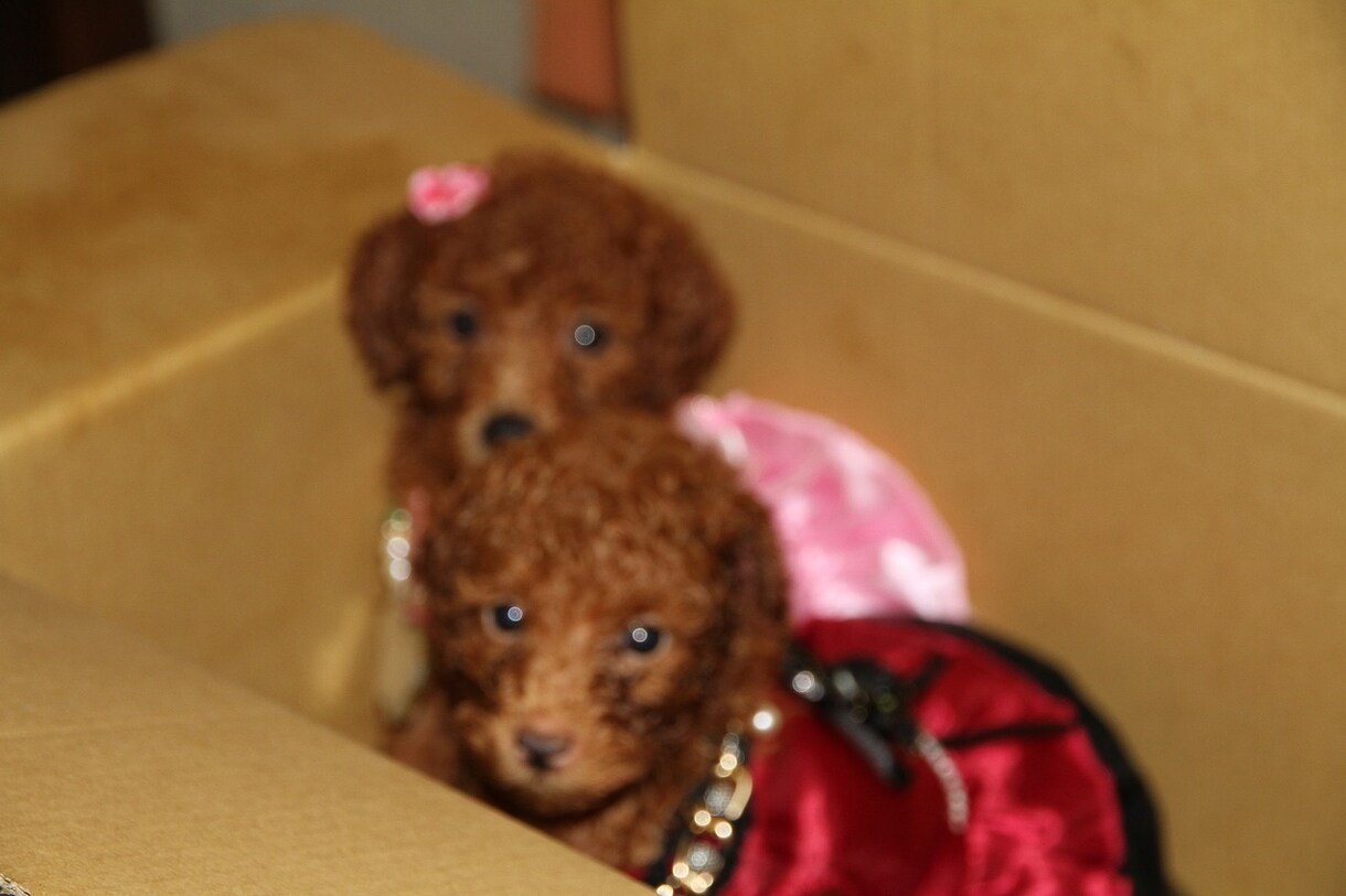 犬の相談　妊娠　出産　子育て　しつけ相談答えます もうすぐ子犬が産まれる、準備は? うちの犬が夜泣きがひどい イメージ1