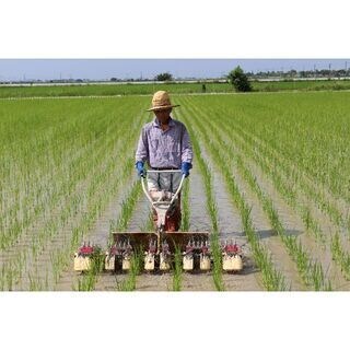 自然栽培米（無肥料・無農薬栽培）お米つくり教えます 家族の為に健康で暮らせる超美味しいお米を作ろう イメージ5