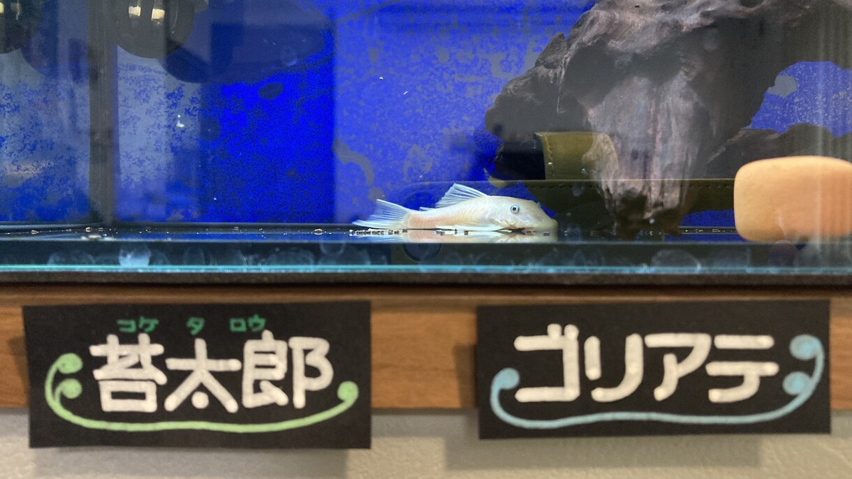 うちの子（水槽系）のネームプレート作ります うちの子の魚種と名前をタンク周りに貼りたい…そんなあなたへ イメージ7