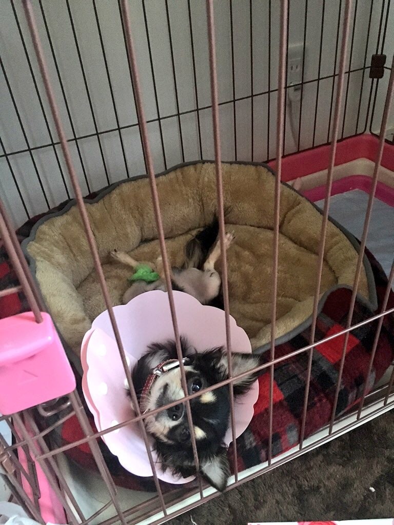 ワンちゃんネコちゃんを飼っている方、飼うのを悩んでいる方、愛犬のしつけで困っている事ご相談乗ります！ イメージ1