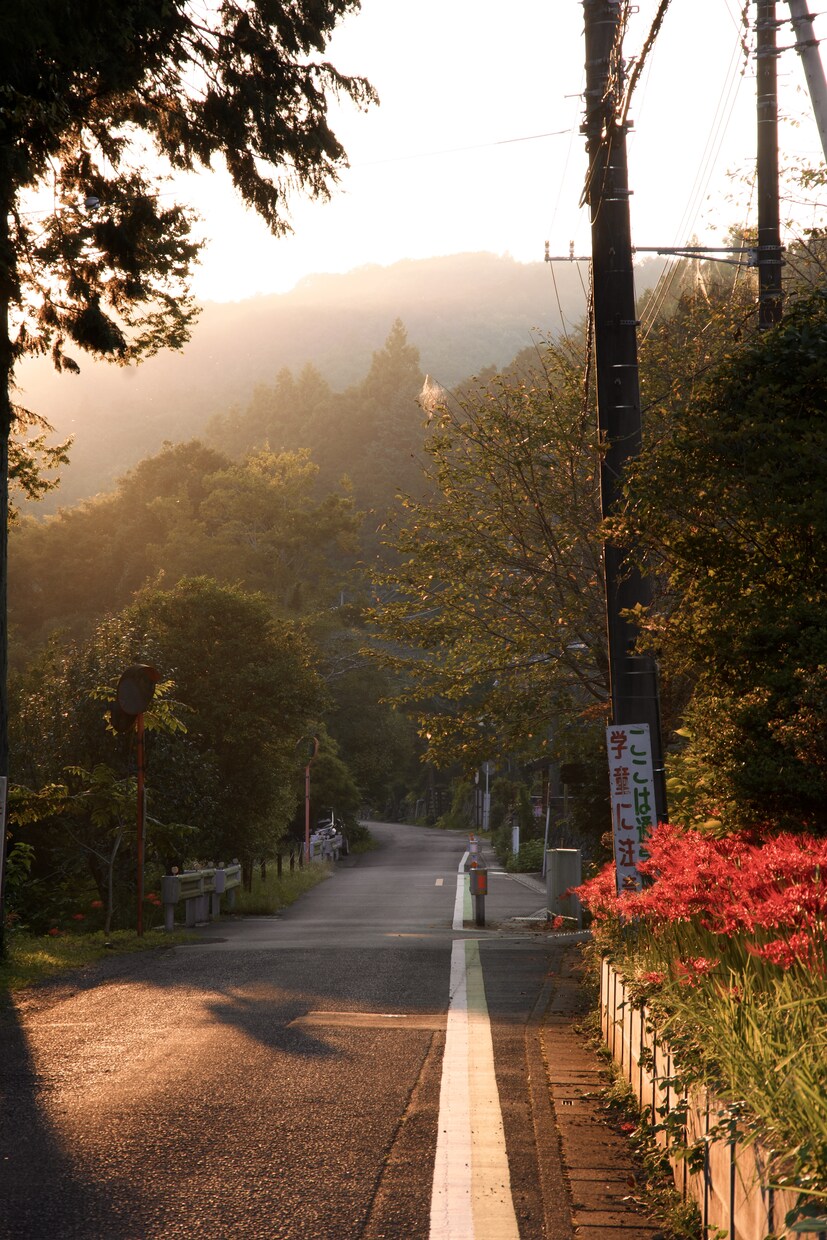曼珠沙華の写真を掲載致します 撮影場所　〒350-1251 埼玉県日高市高麗本郷１２５−２ イメージ7