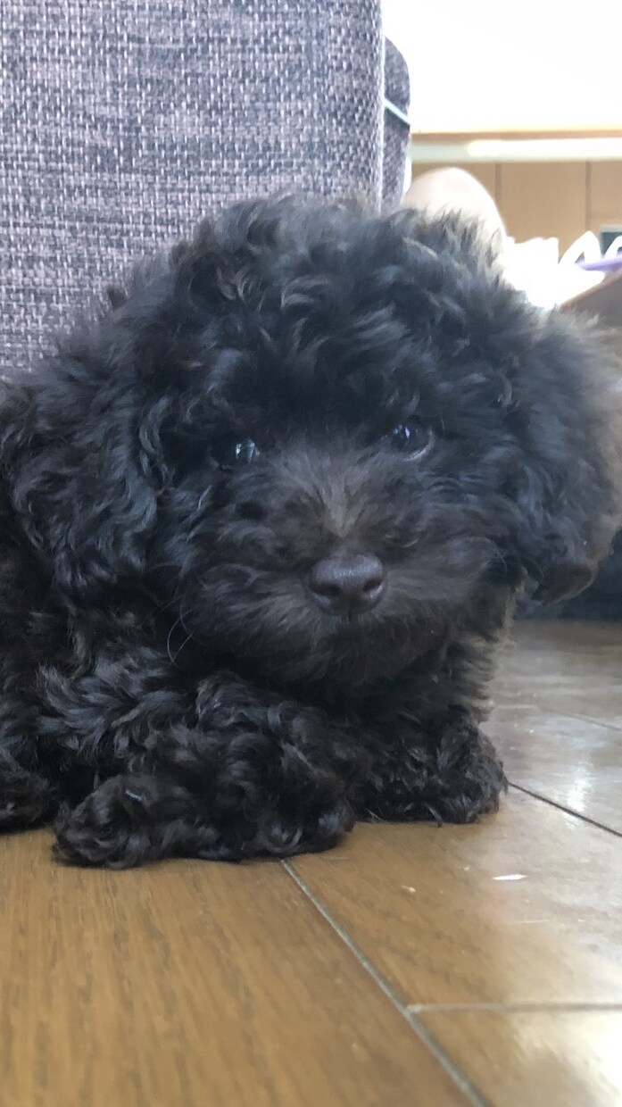 亡くなったペットにヒーリングを行います 一緒に過ごせた喜びと感謝を❤︎ イメージ1