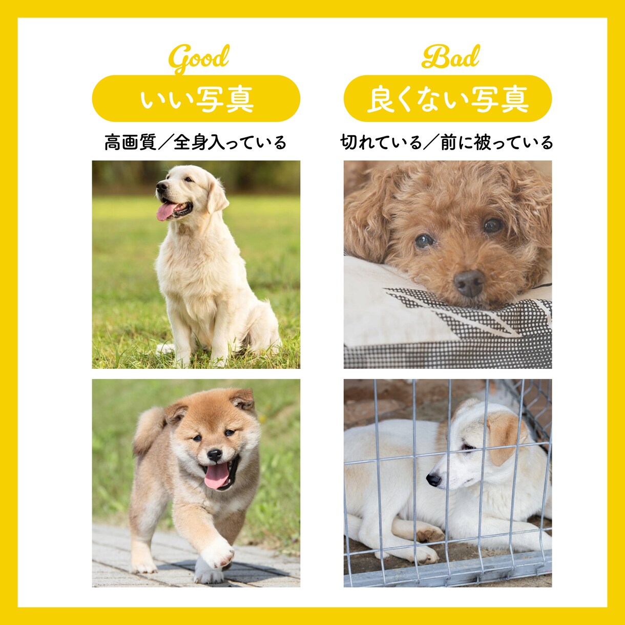 ペットのお写真でオリジナルTシャツつくります 写真と名前を送るだけ。ペットとの思い出に。プレゼントOK！ イメージ7
