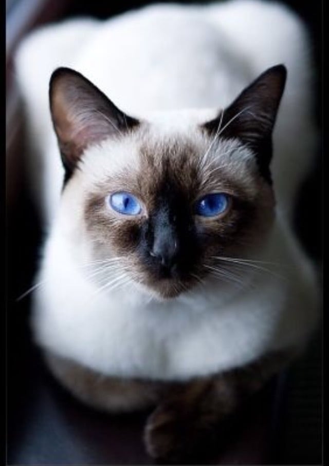行方不明の猫 家出猫の探し方アドバイスします 愛猫探しを絶対諦めたくない方プロの捜索技伝授します イメージ2