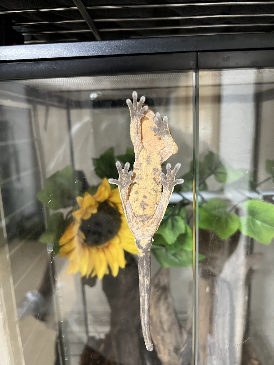 爬虫類に関するお悩みお受けします 飼育、モルフ、販売、買取、駆除、繁殖、何でも構いません！ イメージ3
