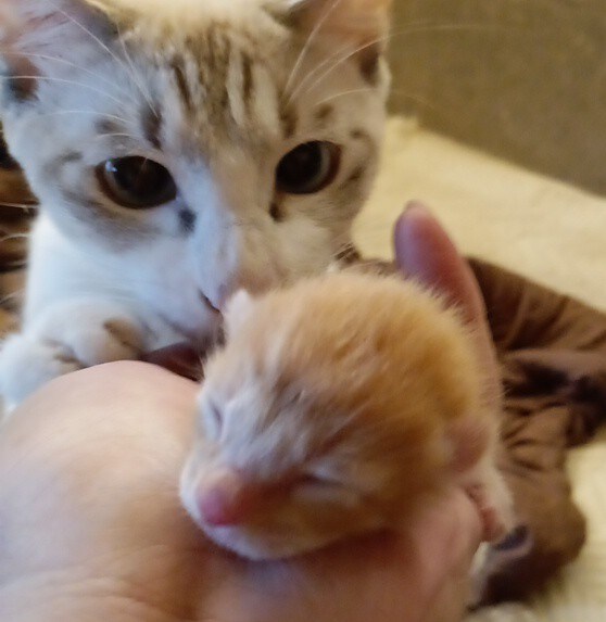 可愛い猫の写真よろしくおねがいします 可愛い猫の写真ですよろしくお願い致します イメージ6