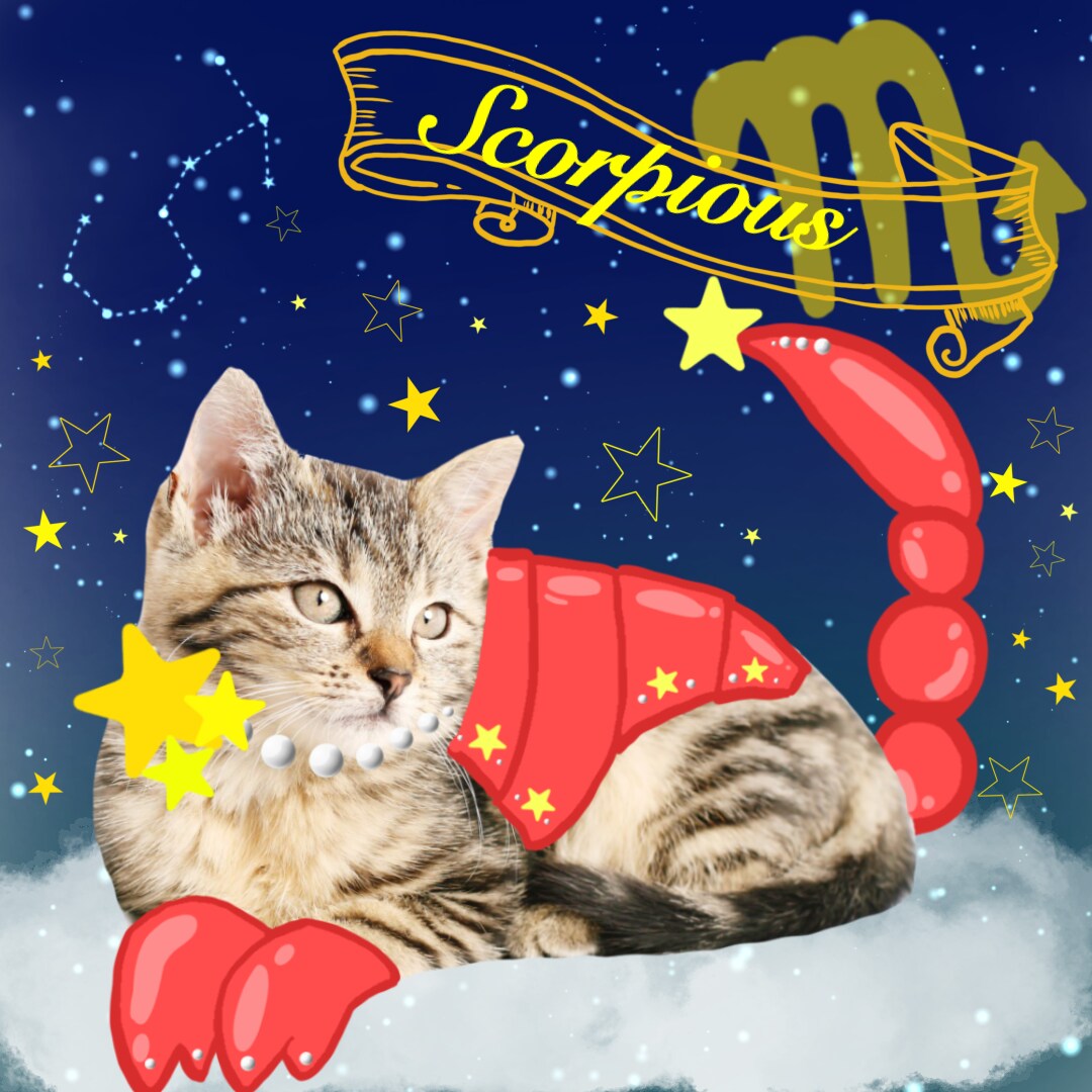 ペットの写真でオリジナルSNSアイコンを作ります <季節やテーマに沿ってペットの写真を使いイラストを作成> イメージ5