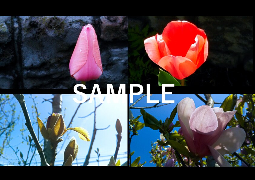 気軽に使えるワイドサイズの「春の花」写真提供します HPやブログなどの素材にどうぞ・蕾写真があるもの含めて24枚 イメージ7