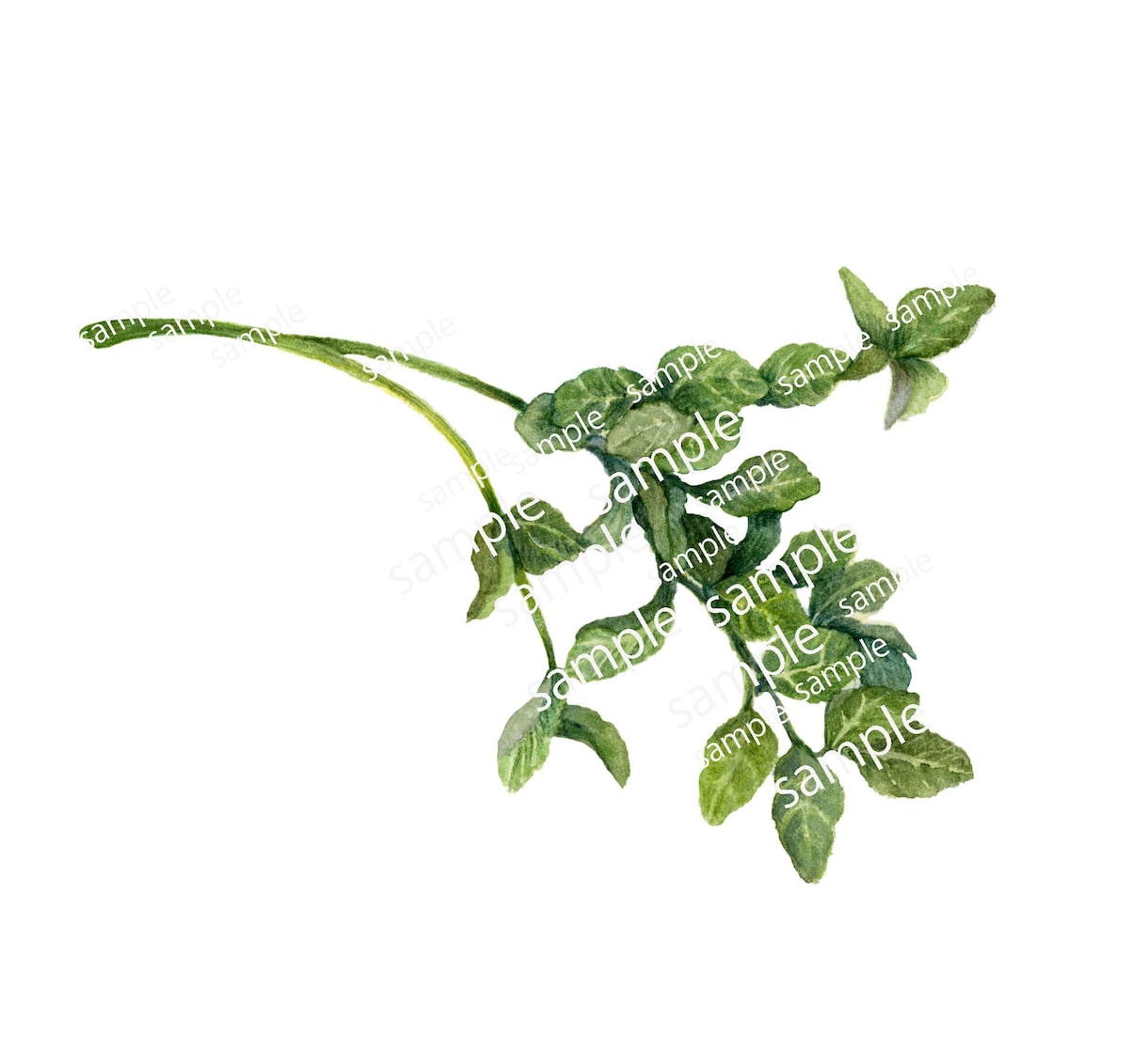 花/植物画/スパイス/果実小カットイラスト承ります 商業イラストレーターが商品の売り上げアップを応援します！ イメージ1