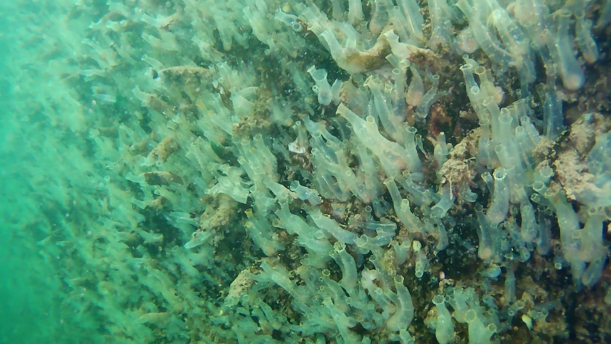 陸海空の素材映像、画像、代理撮影致します 地上～ドローンによる空撮、水中撮影まで全てをカバーします イメージ5