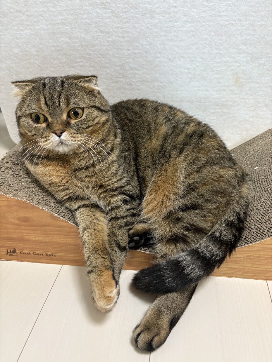 ペット問題に関する記事作成します ペットに関するあれこれについて文章作成します イメージ1
