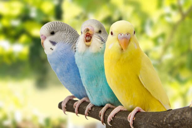 動物(セキセイインコ、猫)に関するお話しをします とくに、鳥さん猫ちゃんに関する情報です愛する家族の一員の為に イメージ1