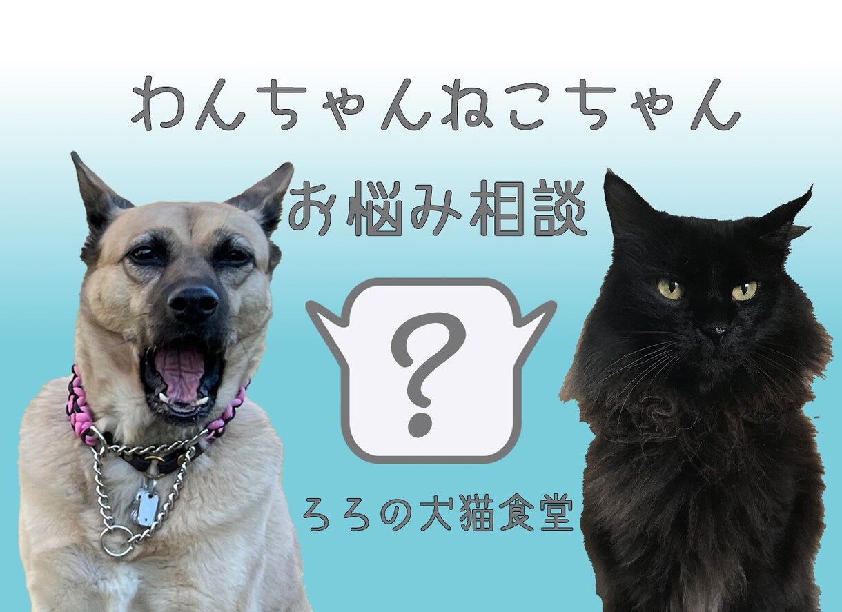獣医師がわんちゃんねこちゃんの相談を受け付けます メッセージで獣医師に相談することができます。 イメージ1