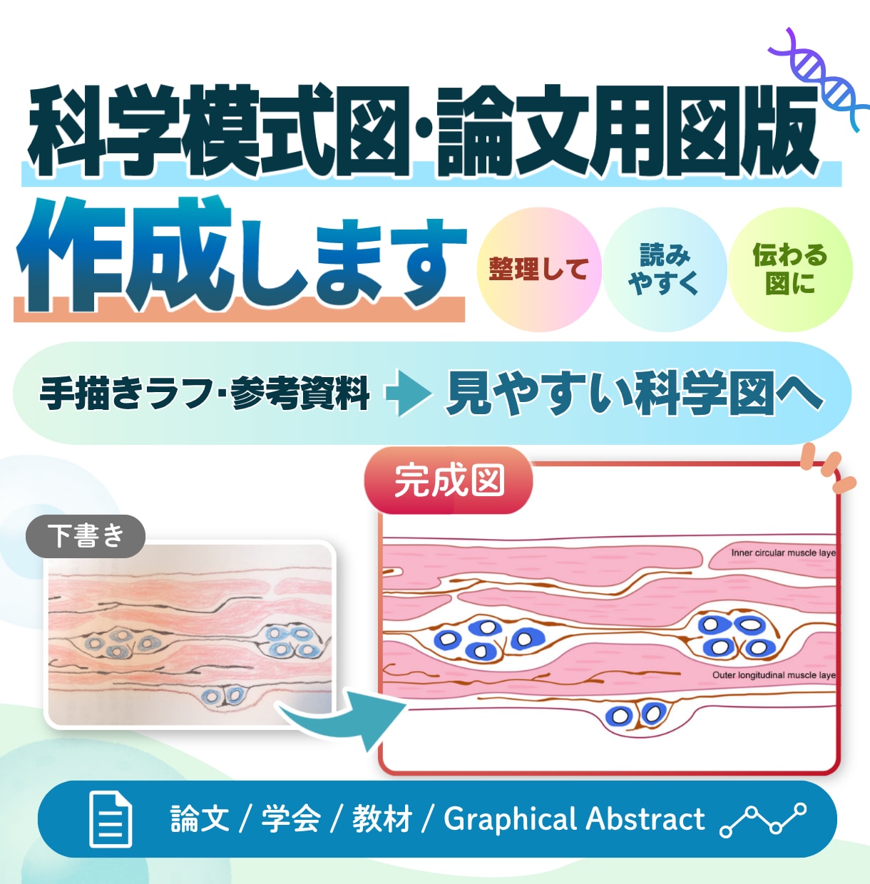 研究図・論文図・サイエンスイラストを作成します 医学・科学の模式図、シェーマ、学会用図版にも対応 イメージ1